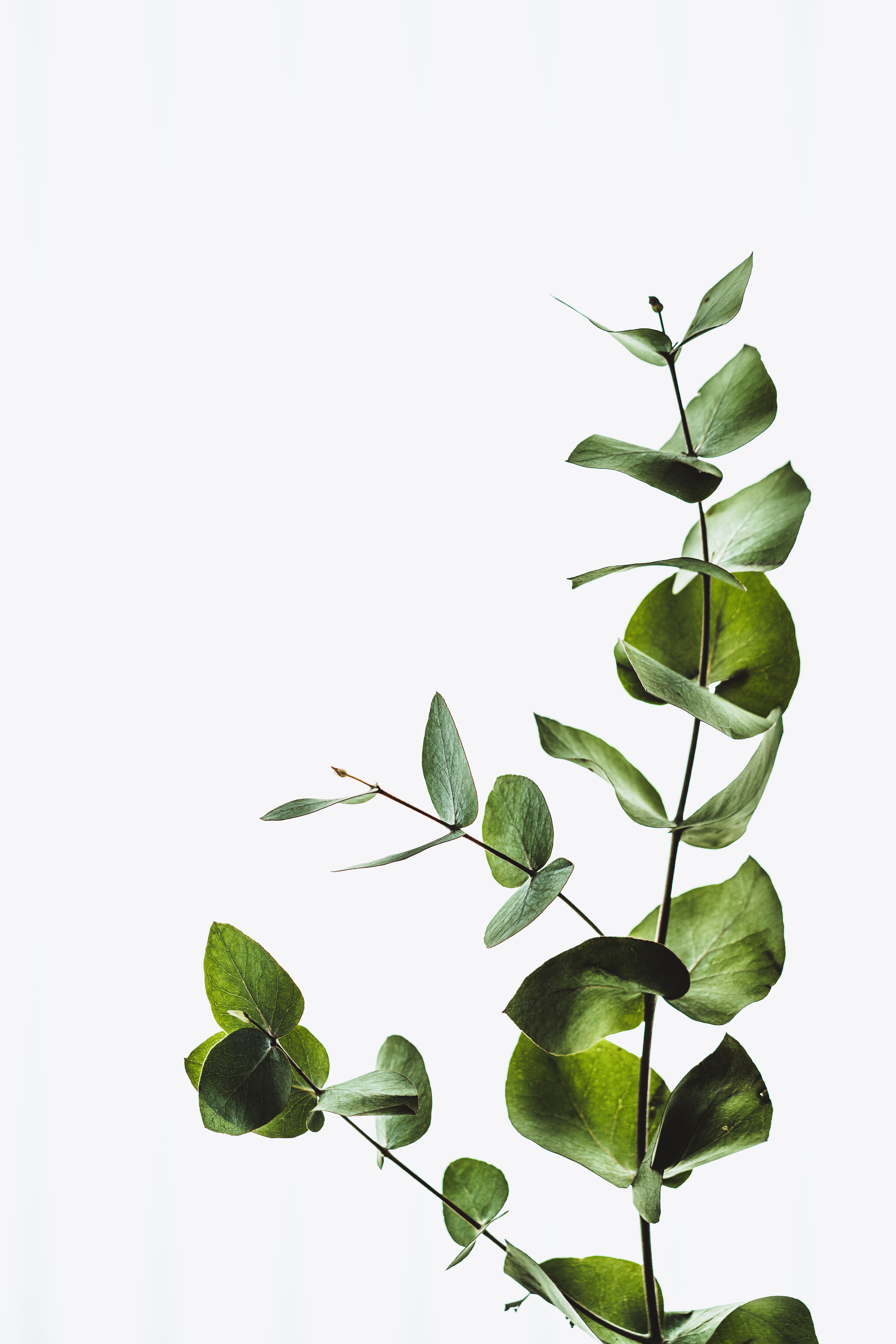 Plant branch